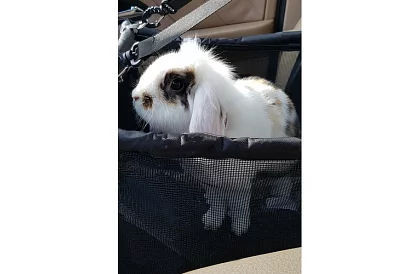 Torba transportowa dla twojego zwierzaka na siedzenie samochodu