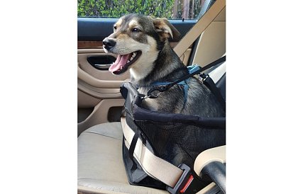 Torba transportowa dla twojego zwierzaka na siedzenie samochodu