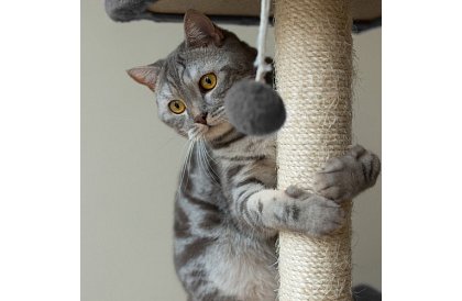 Szare drapaki dla kotów - 71 x 44 x 34 cm