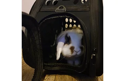 Przewoźnik - torba podróżna dla zwierząt - czarna