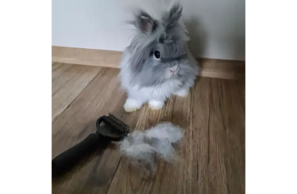 Grzebień do wyczesywania sierści i podszerstka