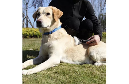 Grzebień do wyczesywania sierści i podszerstka