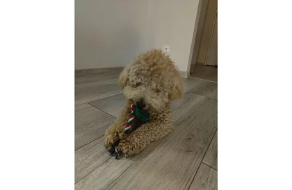 Zestaw zabawek dla psa - 6 sztuk