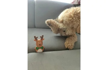 Zestaw zabawek dla psa - 6 sztuk