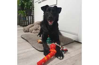 Zestaw zabawek dla psa - 6 sztuk