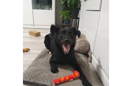 Zestaw zabawek dla psa - 6 sztuk