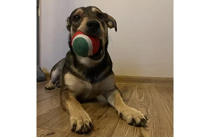 Zestaw zabawek dla psa - 6 sztuk