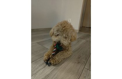 Zestaw zabawek dla psa - 6 sztuk