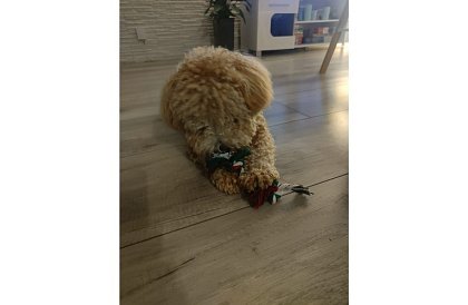 Zestaw zabawek dla psa - 6 sztuk