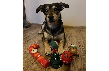 Zestaw zabawek dla psa - 6 sztuk