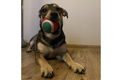 Zestaw zabawek dla psa - 6 sztuk