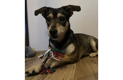 Zestaw zabawek dla psa - 6 sztuk