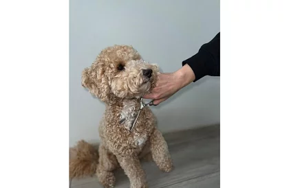 Zestaw do pielęgnacji i strzyżenia psów w etui