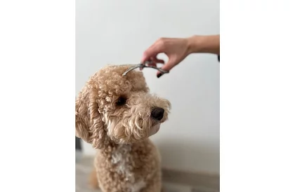 Zestaw do pielęgnacji i strzyżenia psów w etui