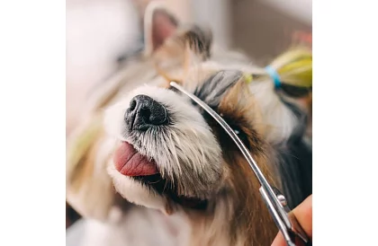 Zestaw do pielęgnacji i strzyżenia psów w etui