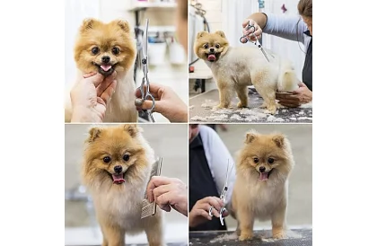 Zestaw do pielęgnacji i strzyżenia psów w etui