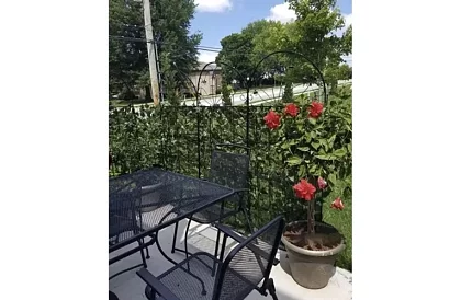 Żywy płot sztuczny 300 cm – Bluszcz